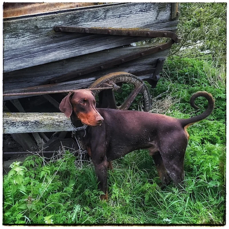 Jak zapłacić podatek od psa w Warszawie w 2025 roku?