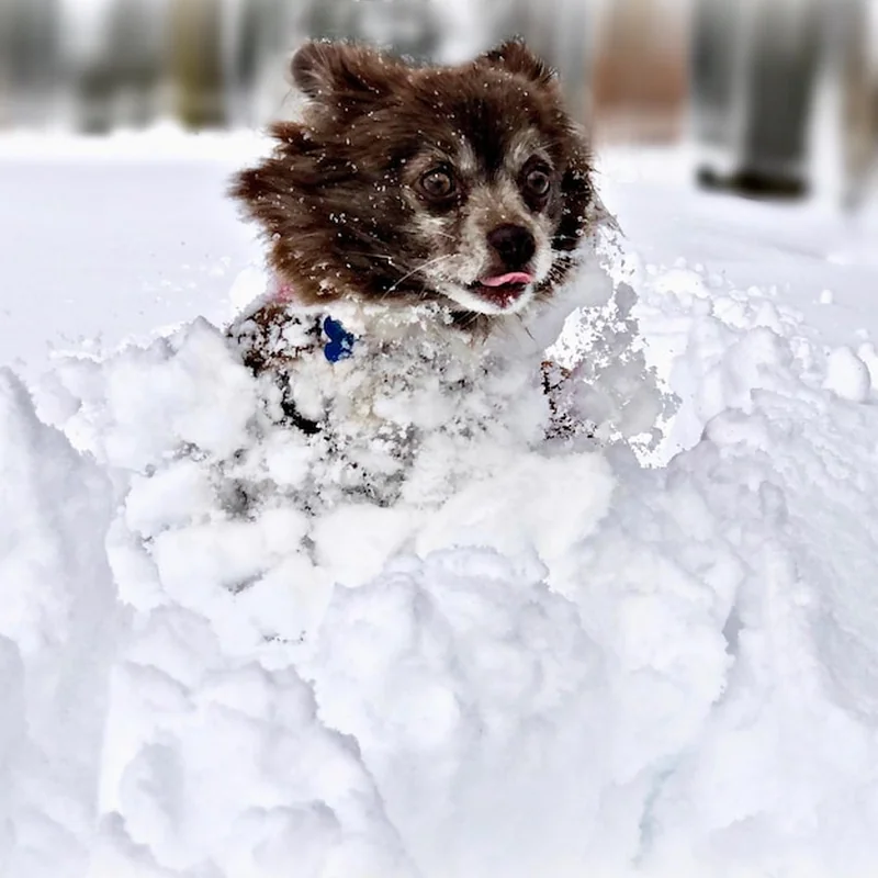 Jak zwierzęta przygotowują się do zimy? Odkryj ich tajemnice