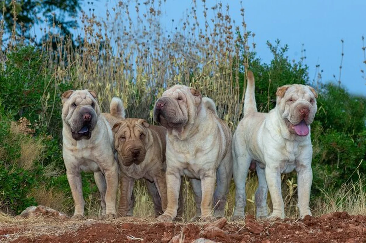 Trzy psy shar pei na polu z niebieskim tłem nieba