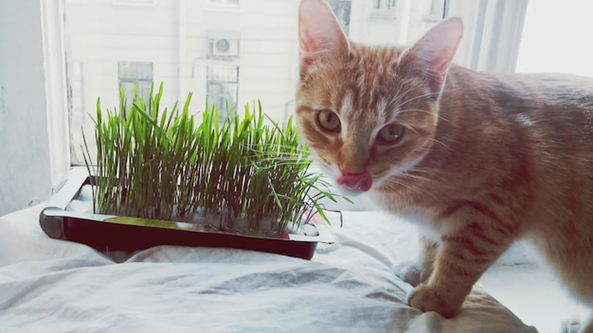 Kot obok rośliny doniczkowej