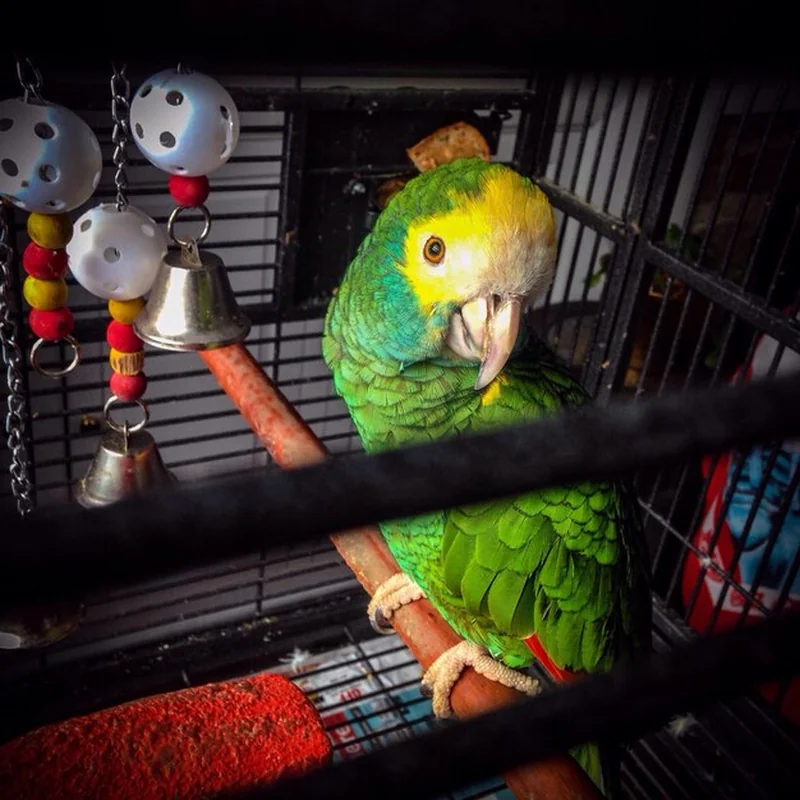 Krótkie imiona dla papug – najlepsze propozycje dla zwierząt