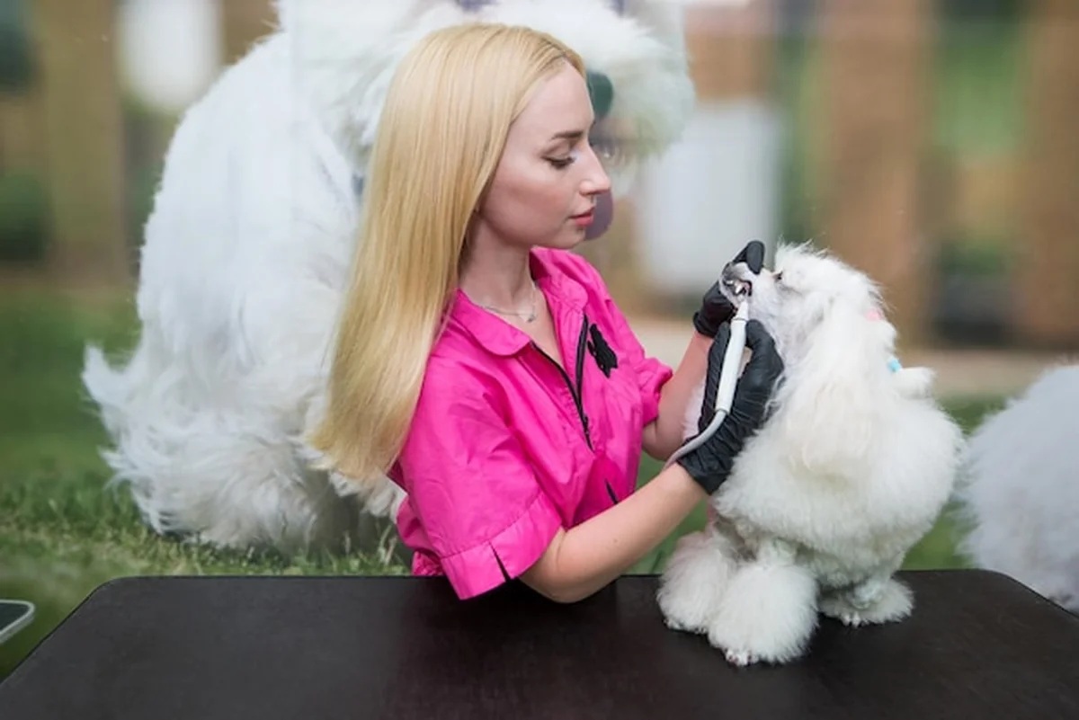 Pielęgniarka szczotkuje zęby pięknego pudla