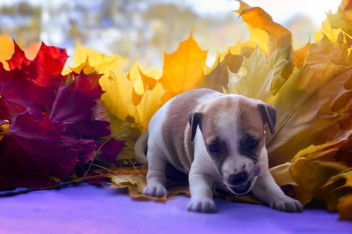 Szczeniak rasy Jack Russell w jesiennych liściach