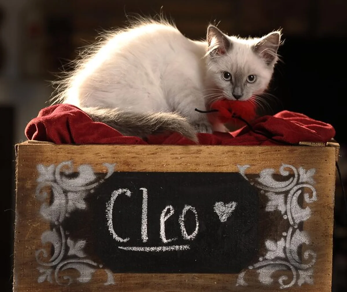 Portret kota z bliska