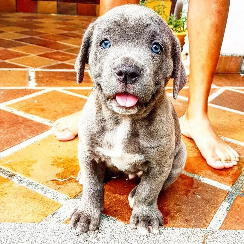 Najładniejsze imiona dla psa samca – wybierz idealne imię