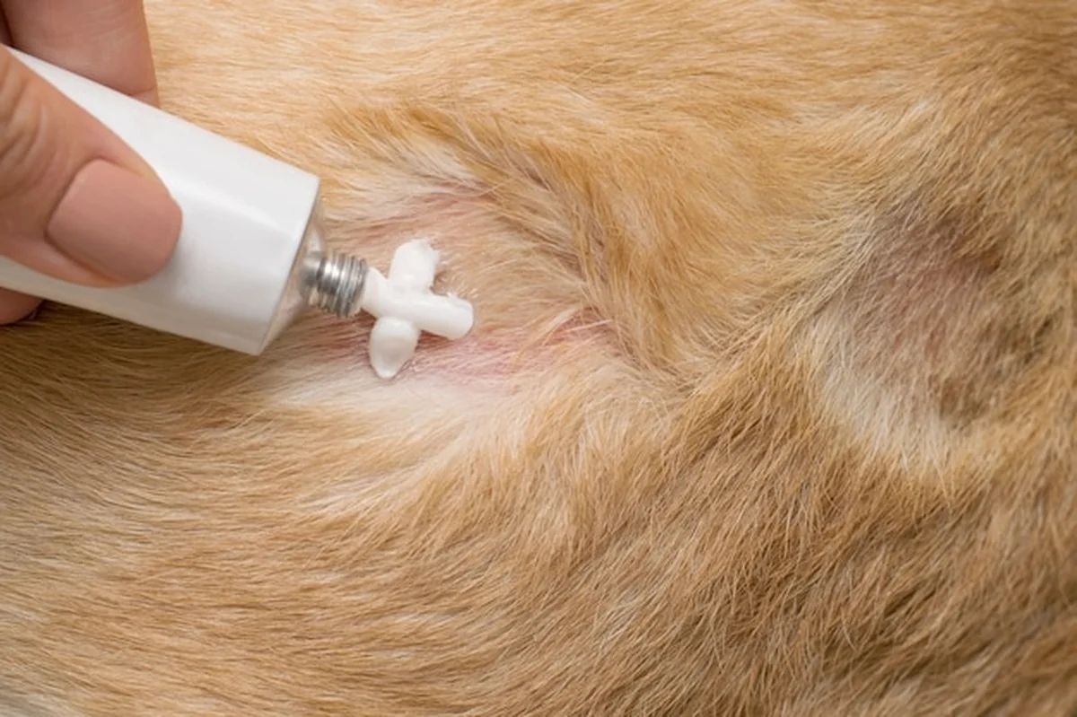 Krem na ranę na skórze zwierzęcia