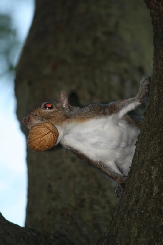 Zbliżenie wiewiórki na pniu drzewa