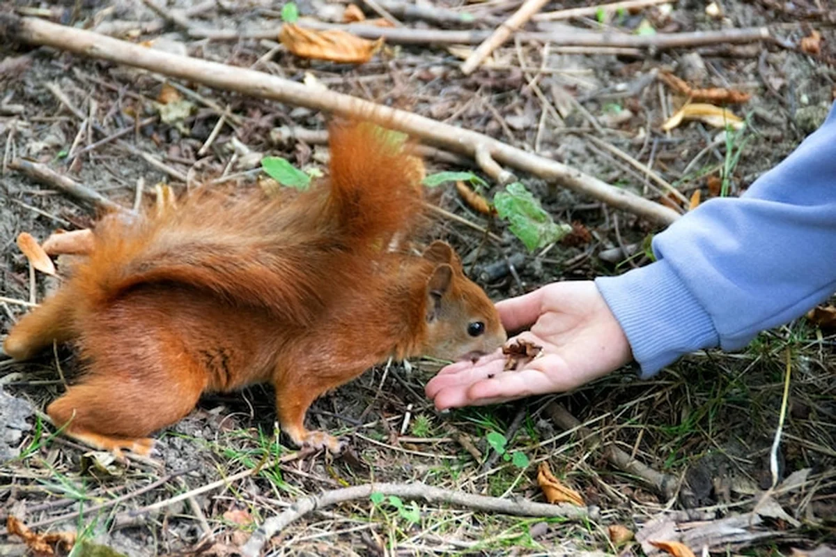 Czerwona wiewiórka biorąca orzech z ręki na polanie