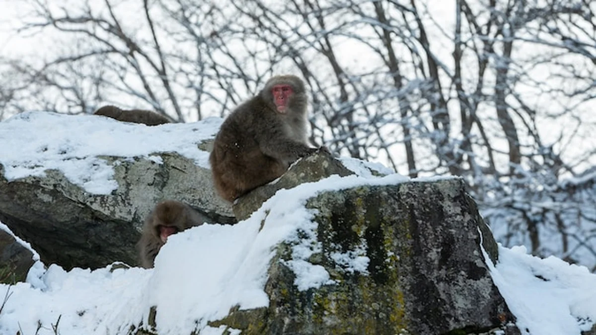 Makak japoński na zimowym śniegu w Jigokudani Park, Japonia