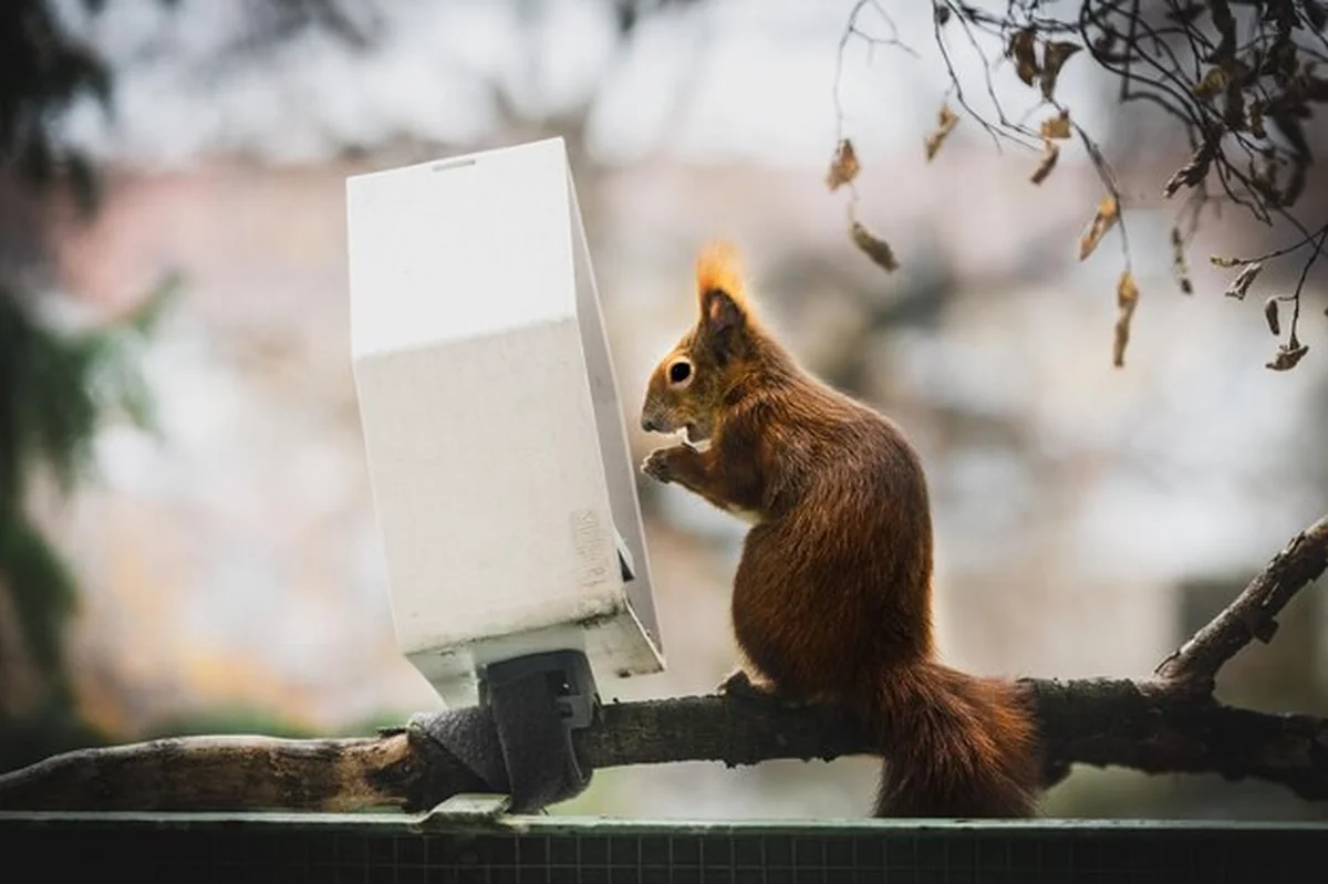 Wiewiórka na drzewie z niskim kątem