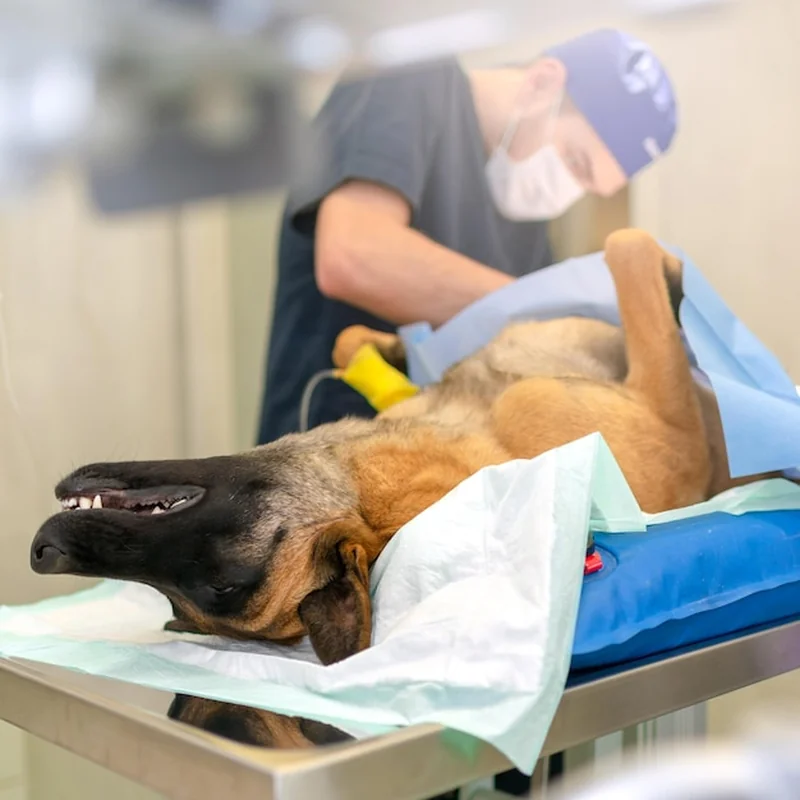 Cysta u psa – diagnostyka i leczenie torbieli u psów