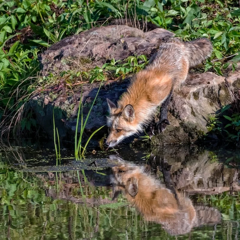 Czy lis zje kota? Sprawdź, jakie zagrożenie niesie lis