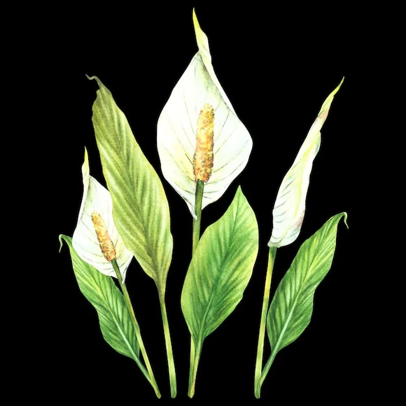 Czy skrzydłokwiat jest trujący dla kota? Sprawdź rośliny trujące