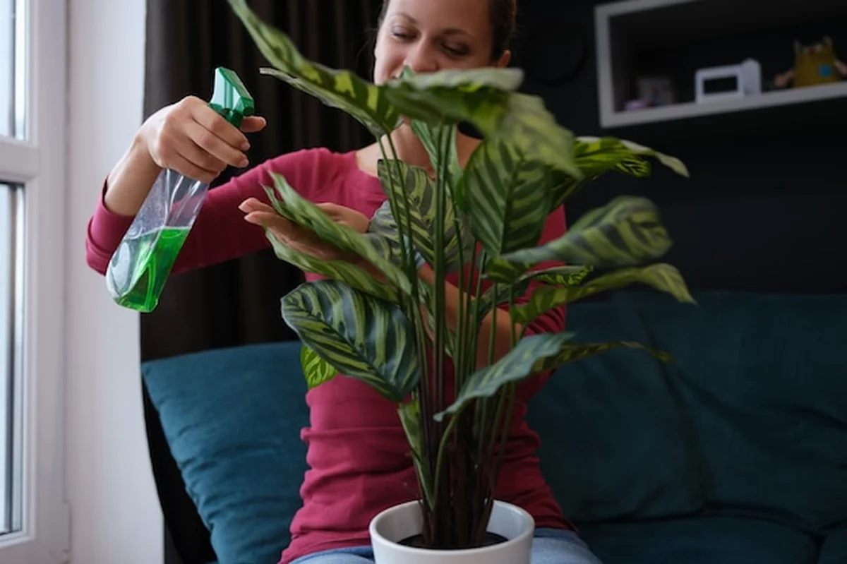Kobieta spryskuje rośliny zielonym płynem z butelki ze spryskiwaczem