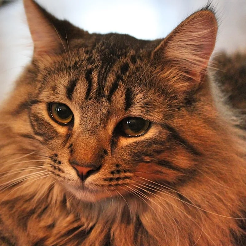 Domowe sposoby na ruję u kotki – jak złagodzić objawy?