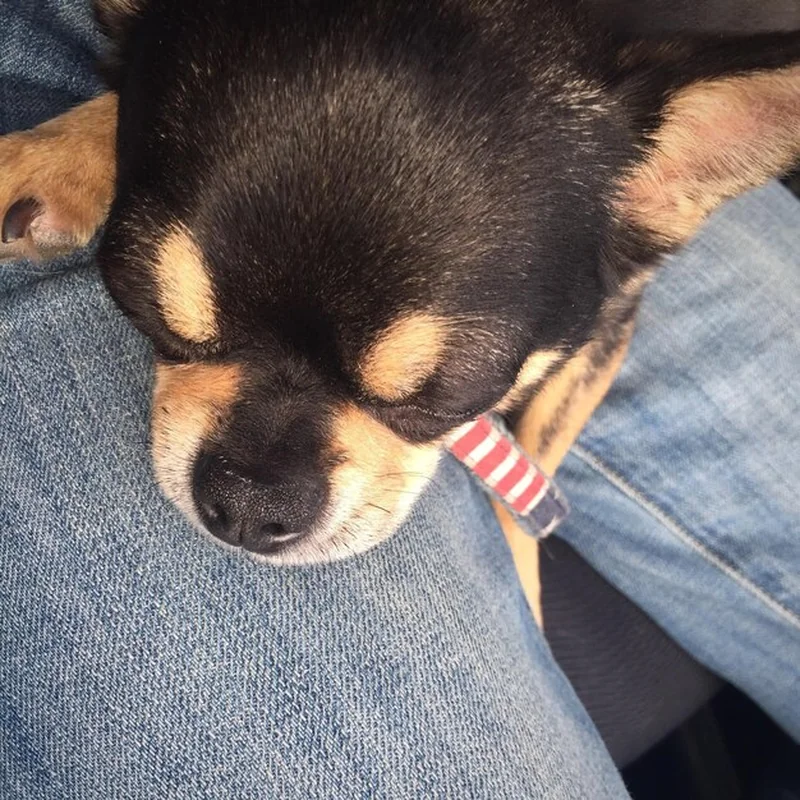 Dolna część człowieka z psem