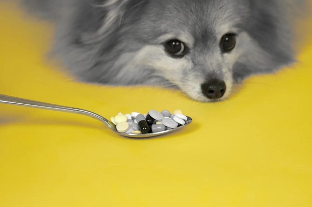 Łyżka z tabletkami i smutny pies na żółtym tle