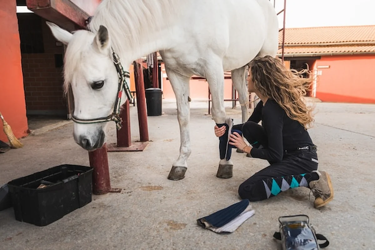 Młoda kobieta czyszczy i przygotowuje konia