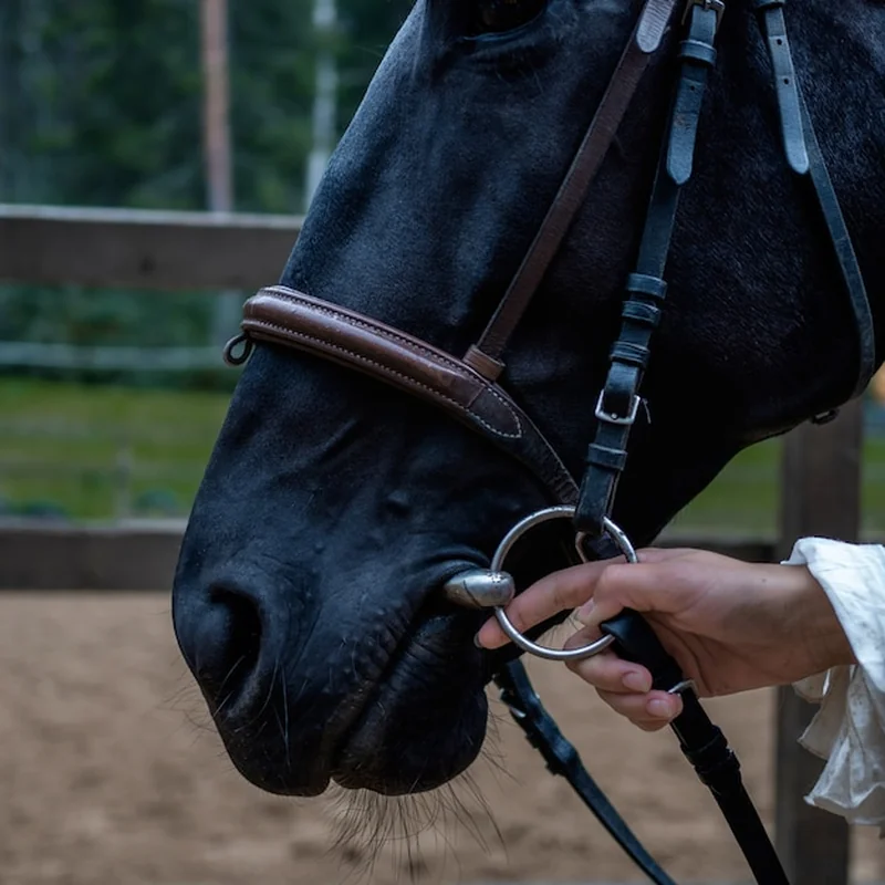 Czarny koń w uprzęży, ręka trzymająca uzdę