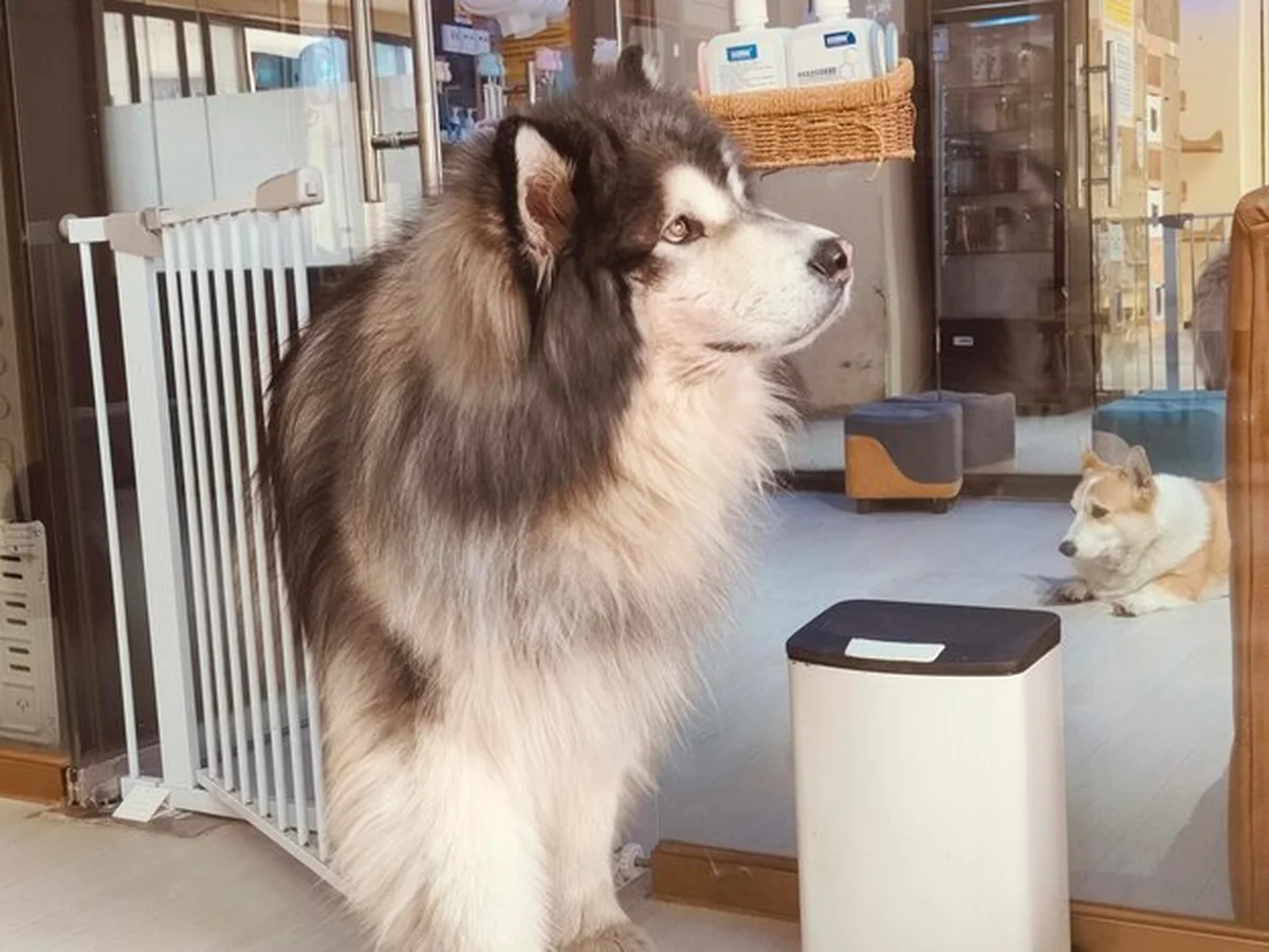 Duży, puszysty malamute z Alaski przed sklepem z zwierzętami