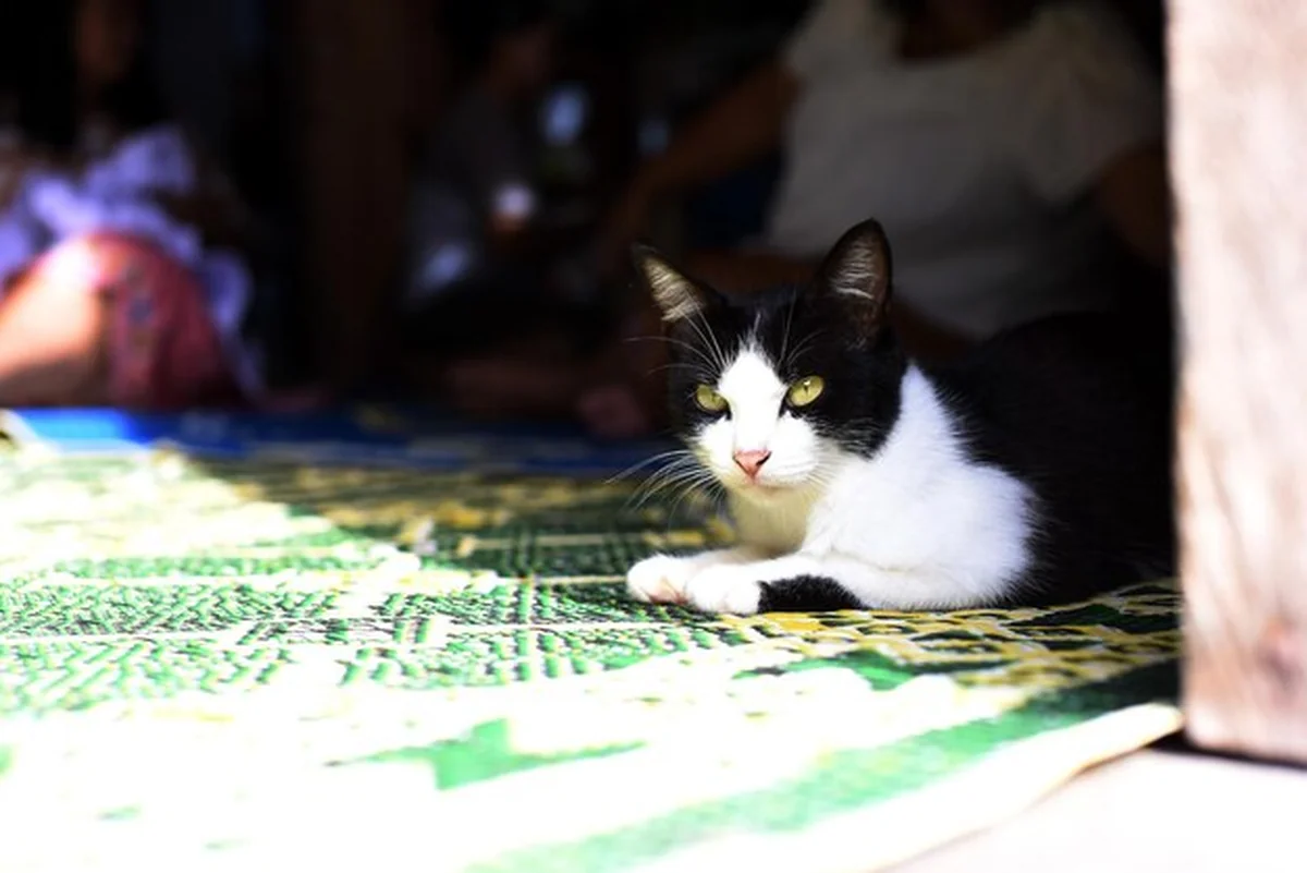 Kot singapurski relaksuje się z bliska