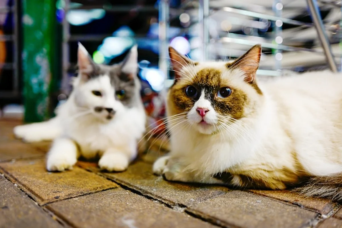 Kot siedzący – portret kota singapurskiego