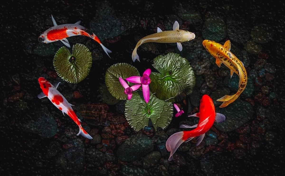 Ryby koi pływają w sztucznych stawach z zielonymi roślinami