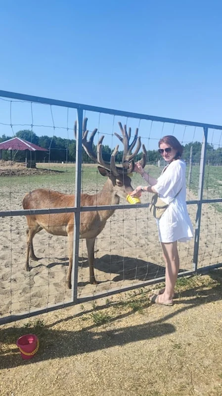 Młoda kobieta karmiąca bydło w kamiennym ogrodzie zoologicznym