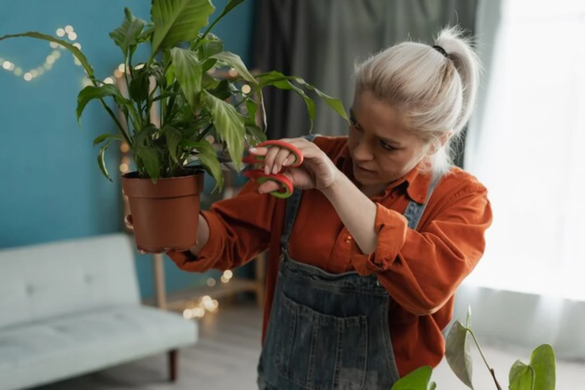 Kobieta pielęgnująca rośliny w domu, przycinająca je nożyczkami do przesadzania