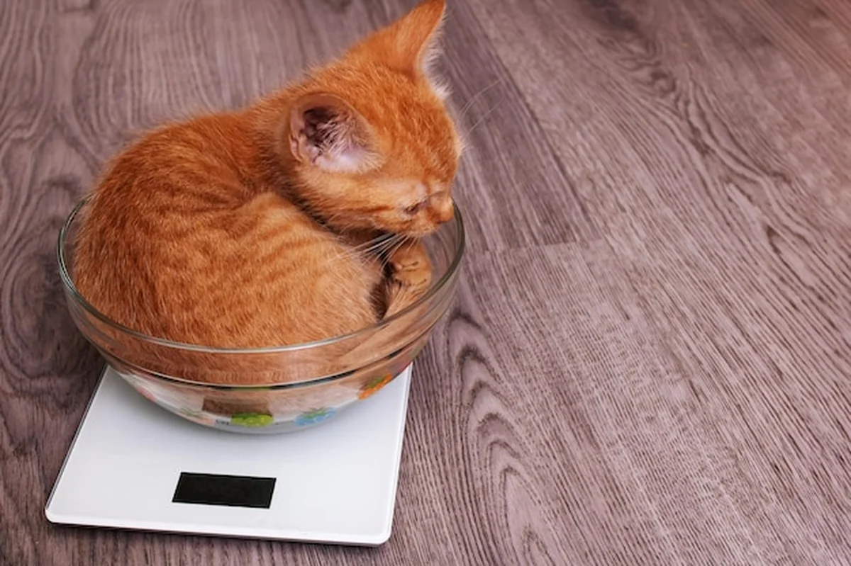 Mały rudy kociak w filiżance na wadze