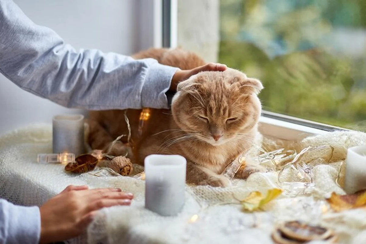 Dziewczynka bawi się z kotem na parapecie. Jesienny leniwy weekend z kotem w domu