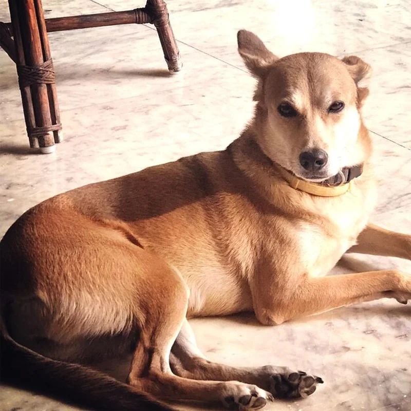 Ocieplana buda dla psa – jak wybrać odpowiedni rozmiar?