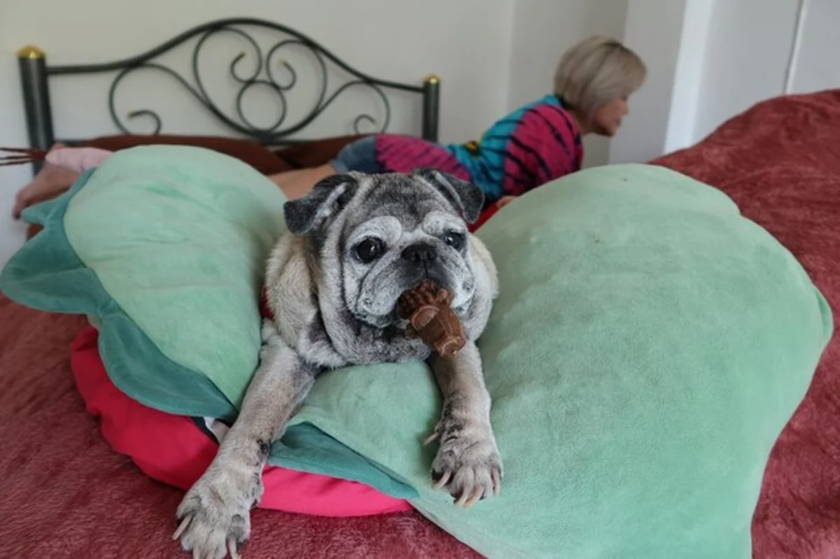 Pies odpoczywający na sofie w domu