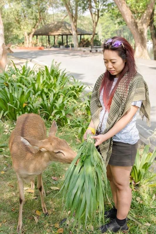 Kobieta karmiąca jelenie trawą w parku