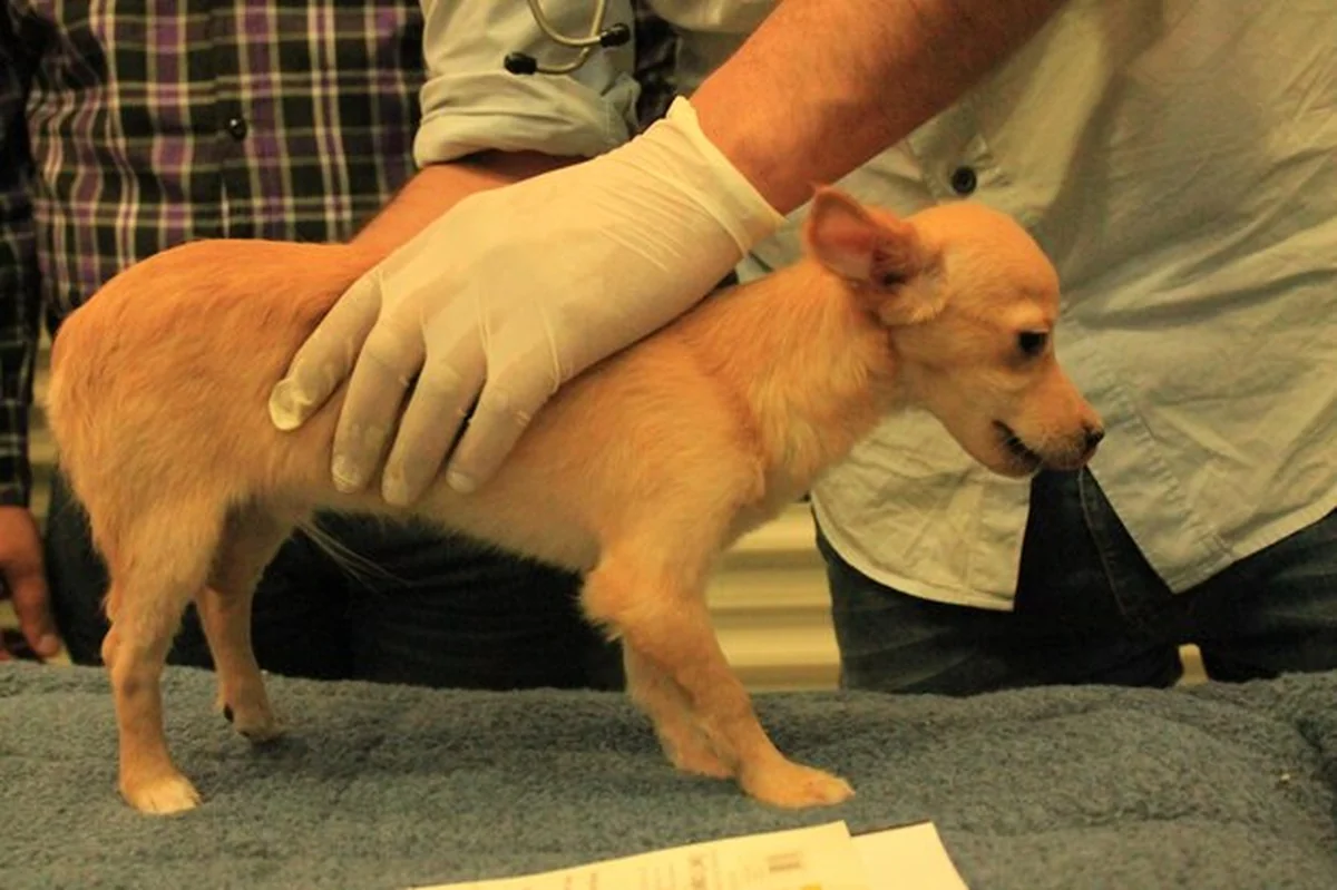 Pies badany przez weterynarza w klinice