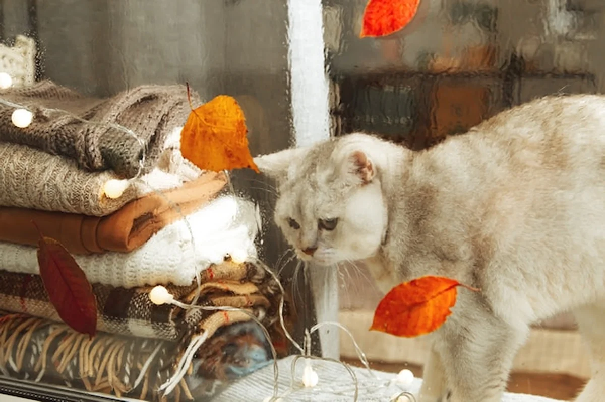 Biały kot na parapecie patrzący na spadające liście podczas jesiennego deszczu