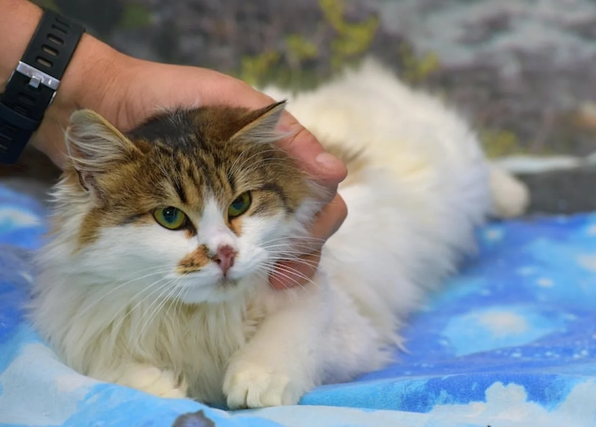 Piękny, puszysty kot biało-brązowy na kanapie