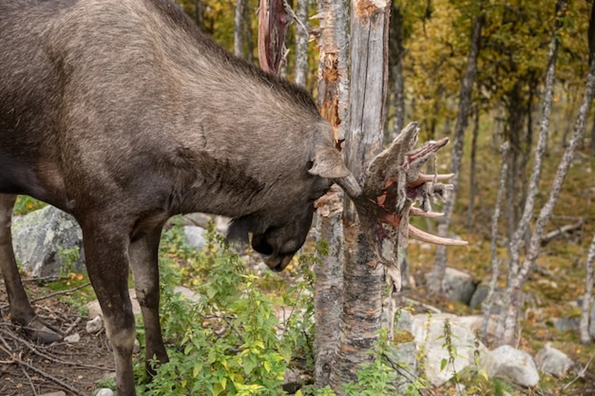 Łoś ocierający się porożem o drzewo