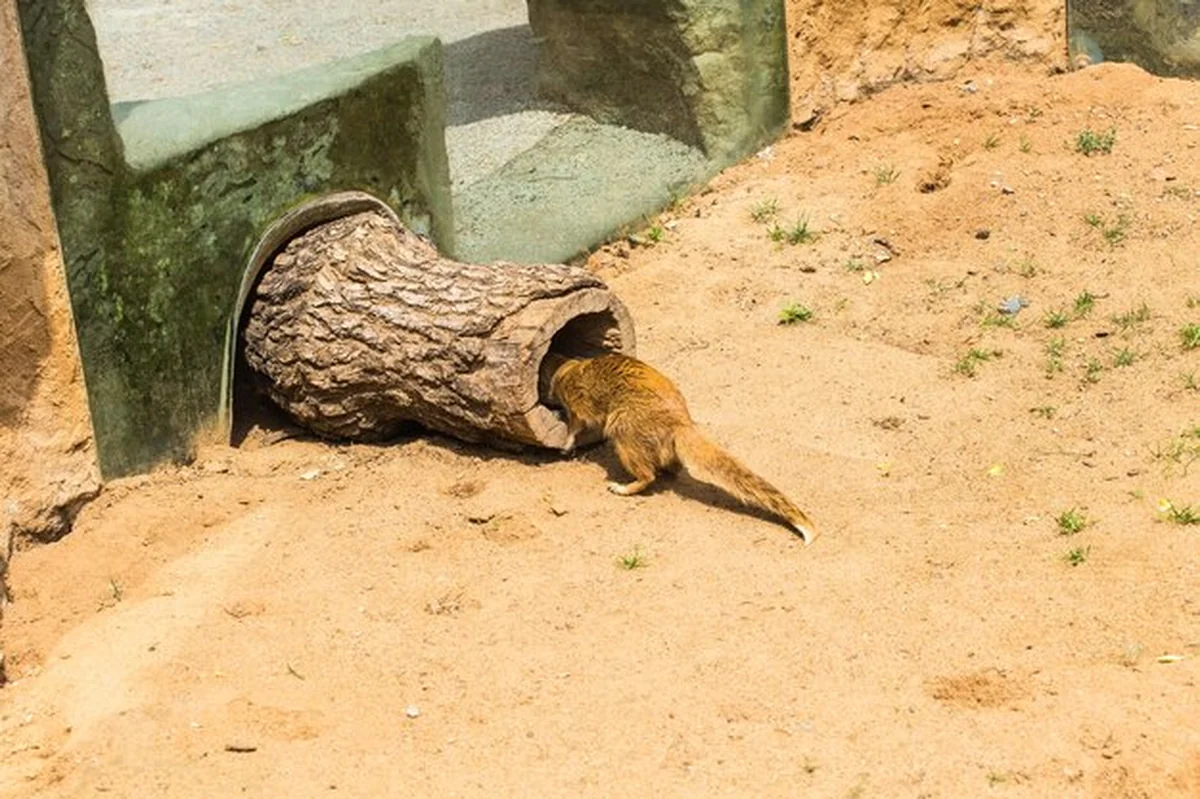 Jaszczurka na skałach z góry