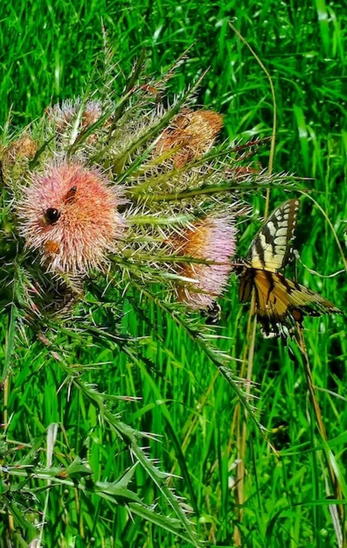 Motyl siadający na kwiacie