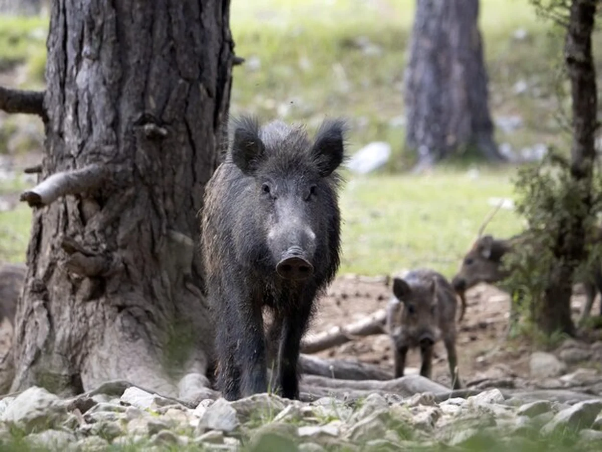 Portret dzika w lesie latem