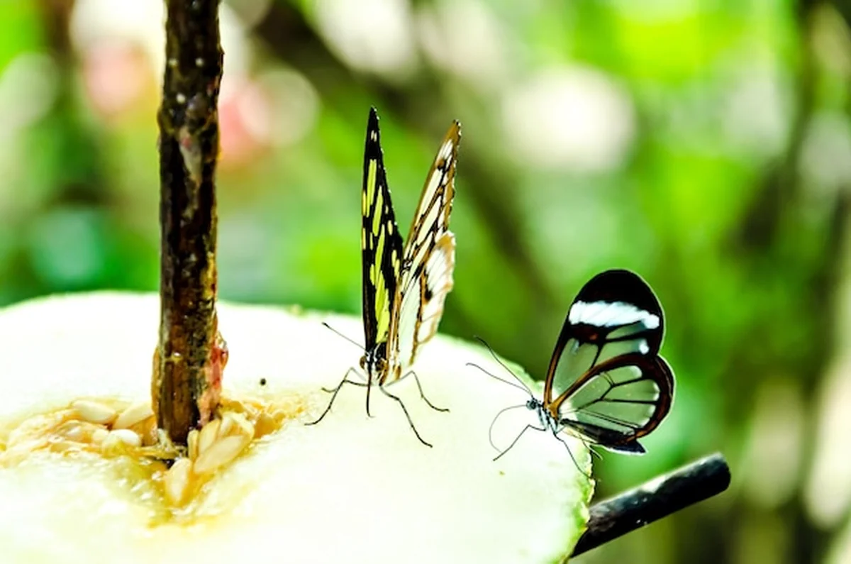 Motyl Siproeta Stelenes na zielonym tle