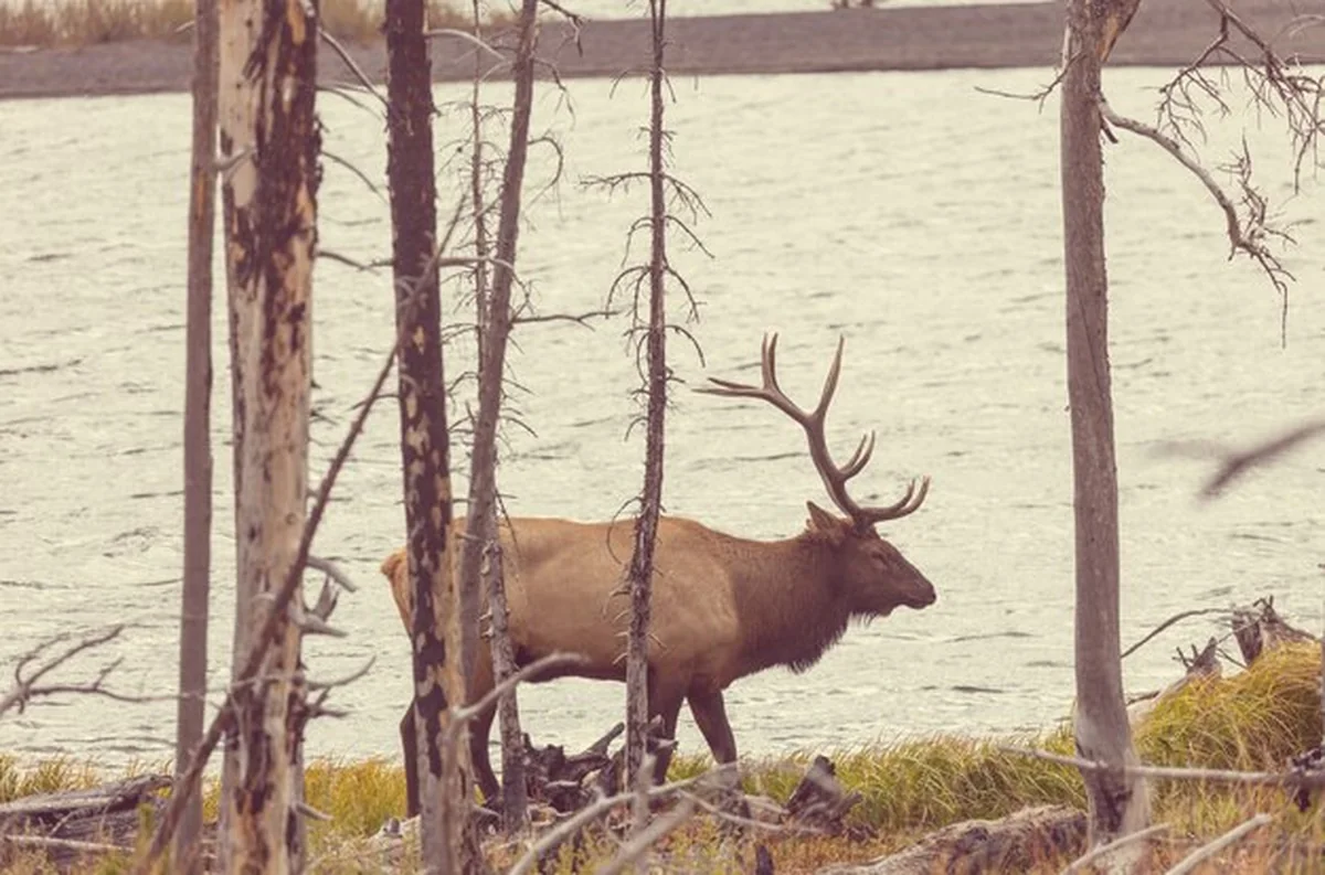 Byk w lesie w Kolorado, USA