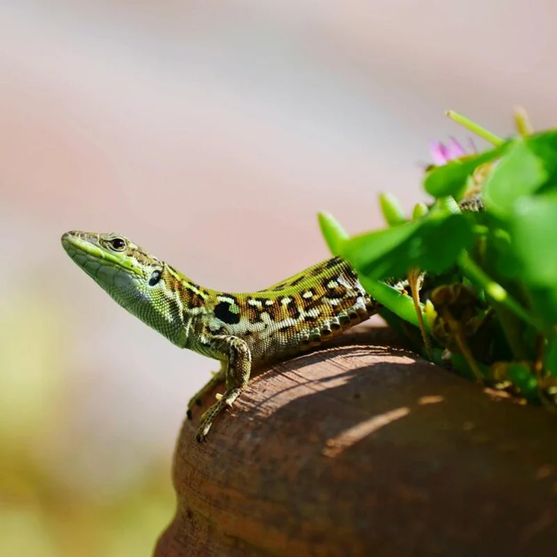 Gady przykłady – poznaj gady i płazy w Polsce w atlasie zwierząt