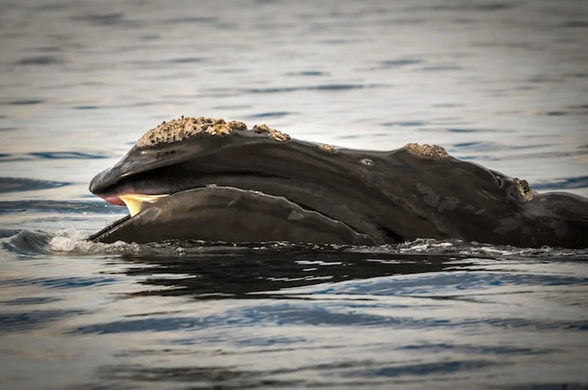 Wieloryb biskajski żerujący na powierzchni w Patagonii, Argentyna