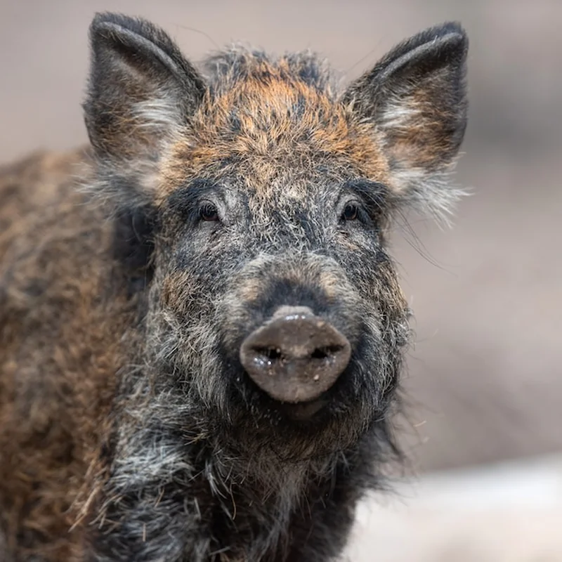 Ile waży dzik euroazjatycki? Poznaj dorosłe osobniki
