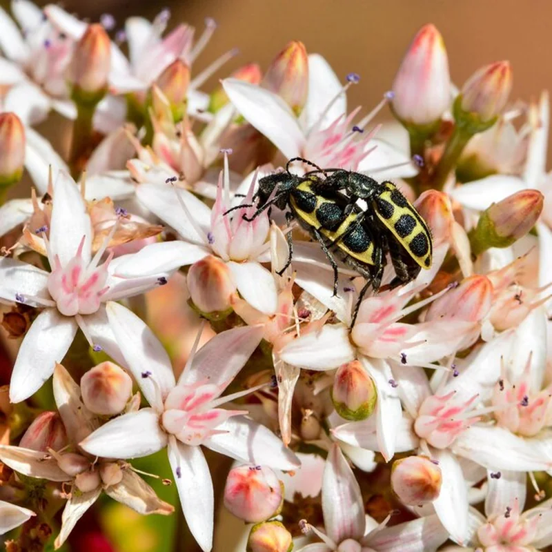 Jak zwalczać tarczówkę marmurkowatą w domu? Porady i wskazówki