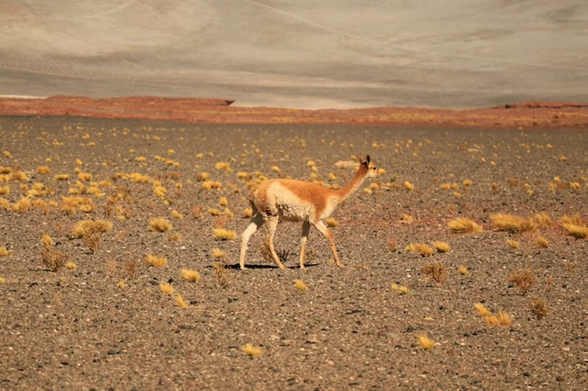 Dzikie wiąki u podnóża chilijskich Andów w północnym Chile