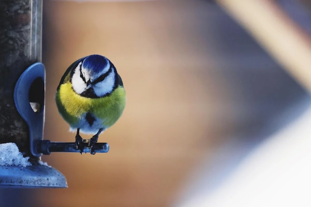 Ptak siedzący na karmiarce