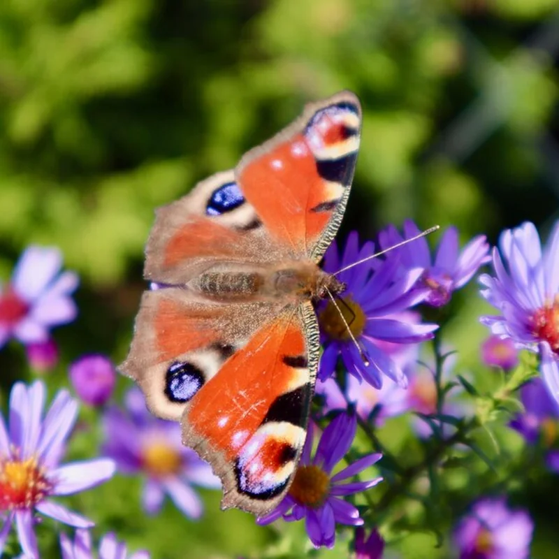 Motyle w Polsce – najpiękniejsze motyle dzienne i ich gatunki